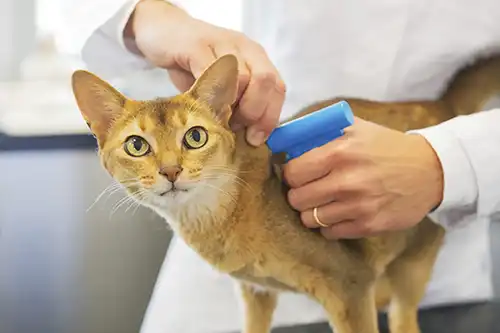 Microchipping