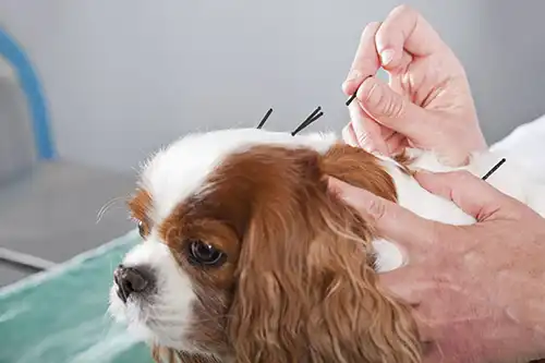 Acupuncture