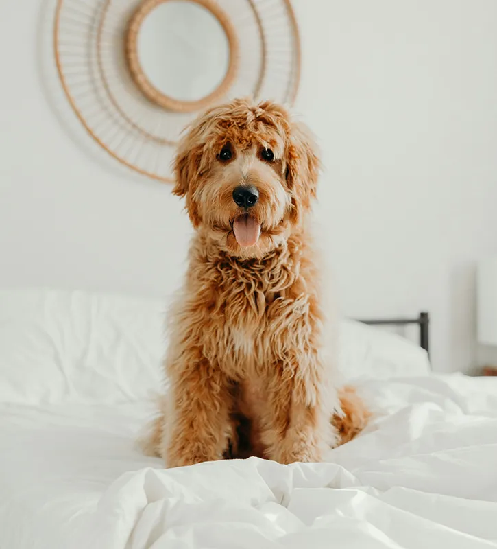 Fluffy brown dog sitting on a white bed